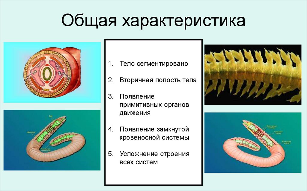 Усложнение червей. Полость тела у кольчатых червей 7 класс биология. Кольчатые черви тело сегментировано. Сегментация кольчатых червей. Сегменты тела кольчатых червей.
