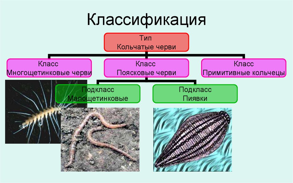 Примеры группы червей. Систематика многощетинковых червей. Кольчатые черви классификация. Классификация Тип кольчатые черви класс многощетинковые черви. Схема классификации типа кольчатые черви.
