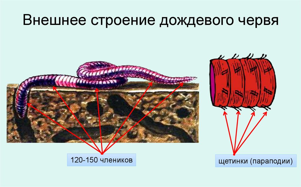 Строение и жизнедеятельность червей. Внешнее строение червей кольчатые черви. Кольчатые черви щетинки. Расположение щетинок на теле дождевого червя. Внешнее строение дождевого червя.