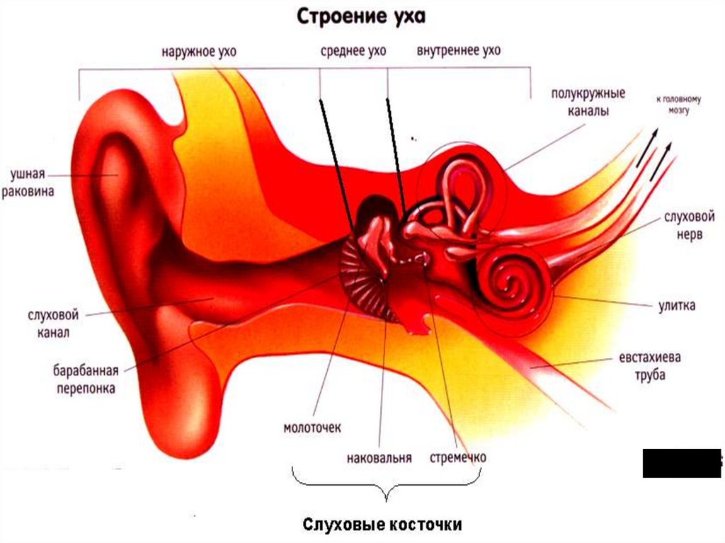 Тест по биологии 8 класс слуховой анализатор
