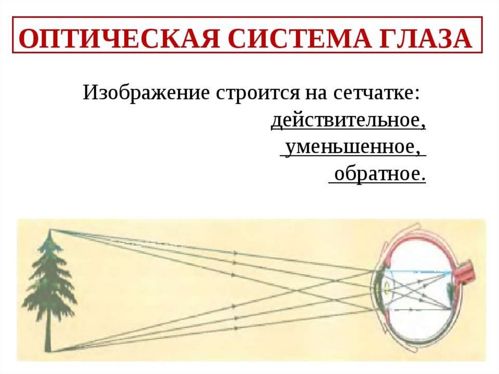 Формирование изображения на сетчатке глаза физика