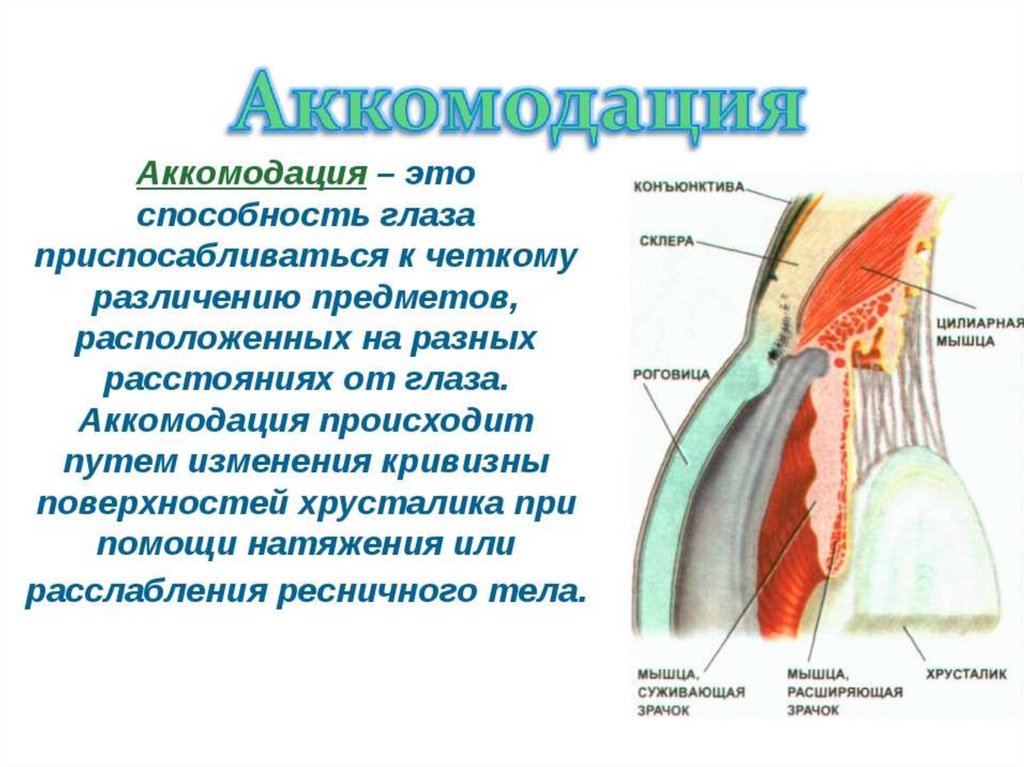 Презентация глаз как оптическая система 8 класс