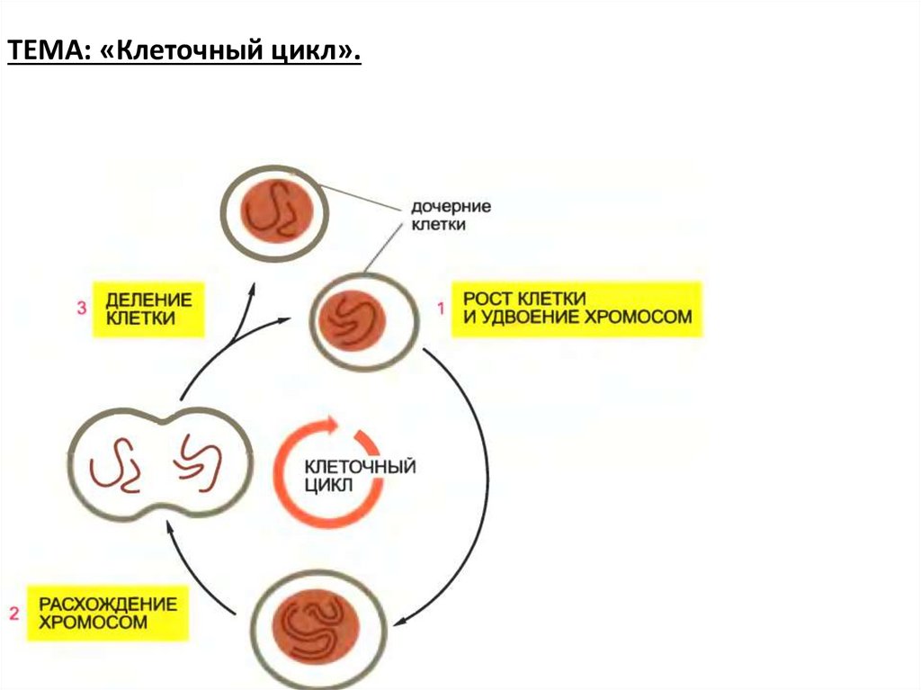 Клеточный цикл презентация 10 класс