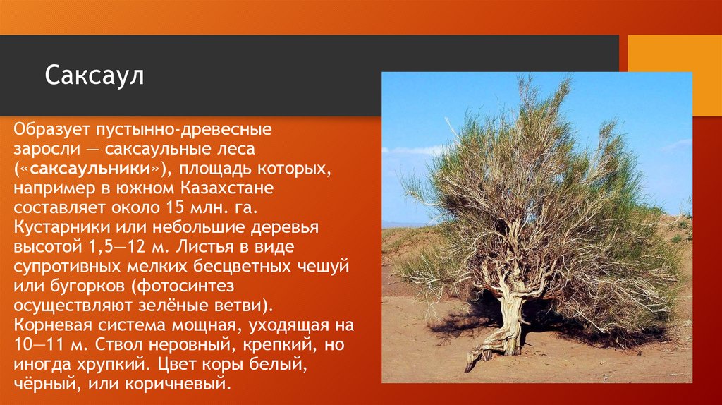 Саксаул в какой природной зоне обитает. Саксаул растение полупустыни. Гобийский саксаул. Растения пустыни России саксаул. Саксаул листья.