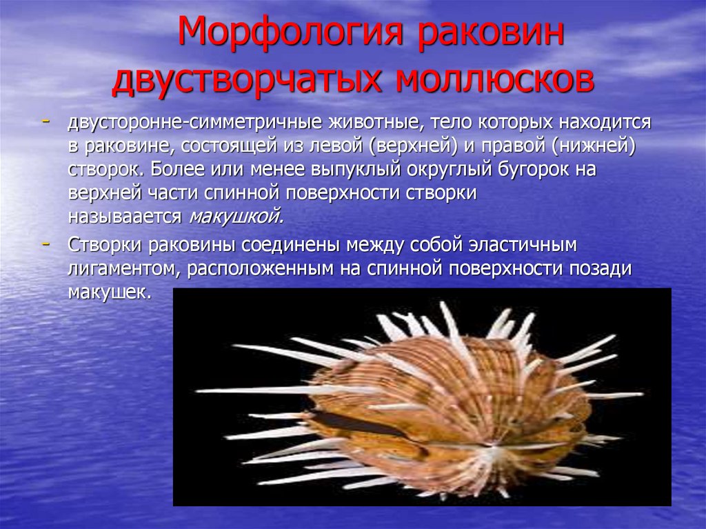 Лучевая симметрия моллюсков
