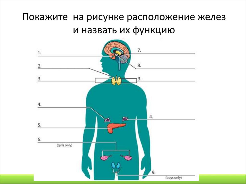 Месторасположение эндокринных, экзокринных и смешанных желез - online ...