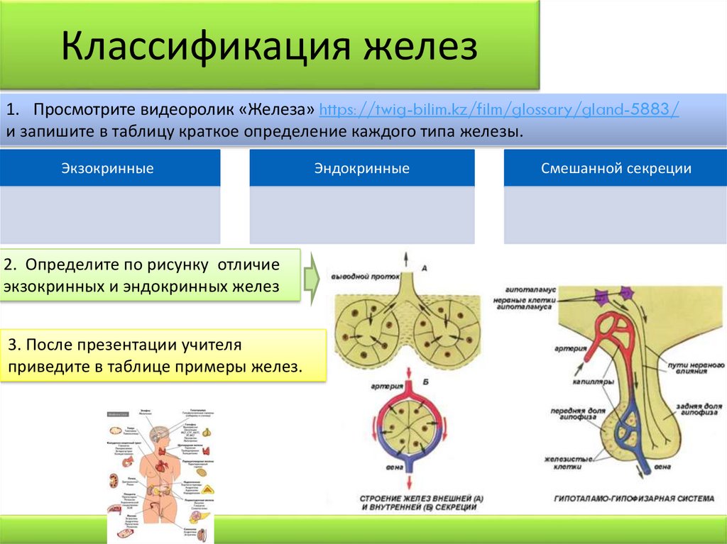 Экзокринный тип секреции