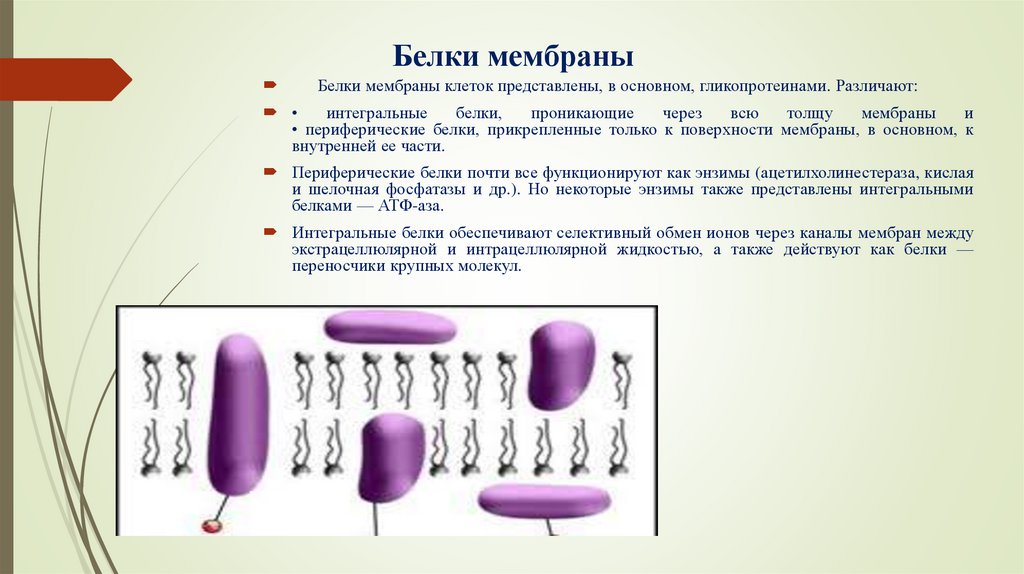 Реферат: Биологически мембраны