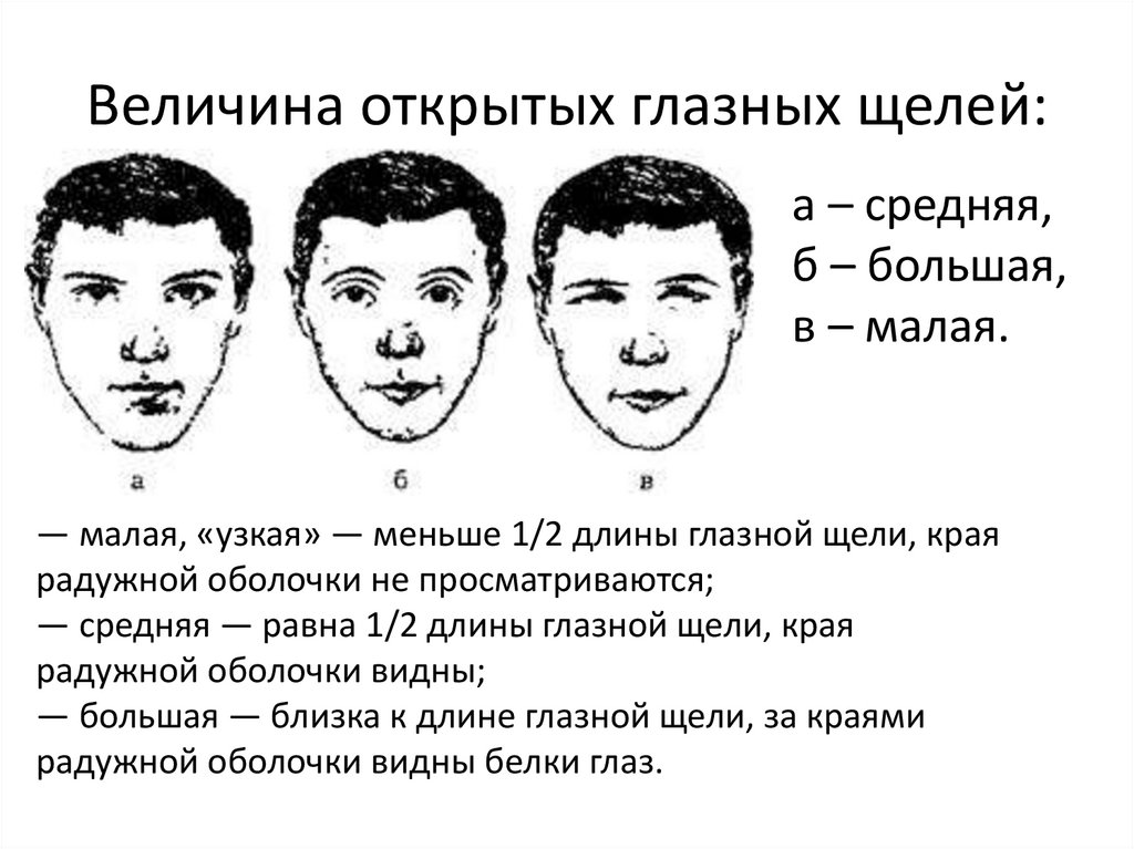 Вертикальный зрачок треугольная форма головы. Форма контур глазной щели криминалистика. Выступание глазной щели криминалистика. Выступание глазных яблок криминалистика. Форма глазной щели.