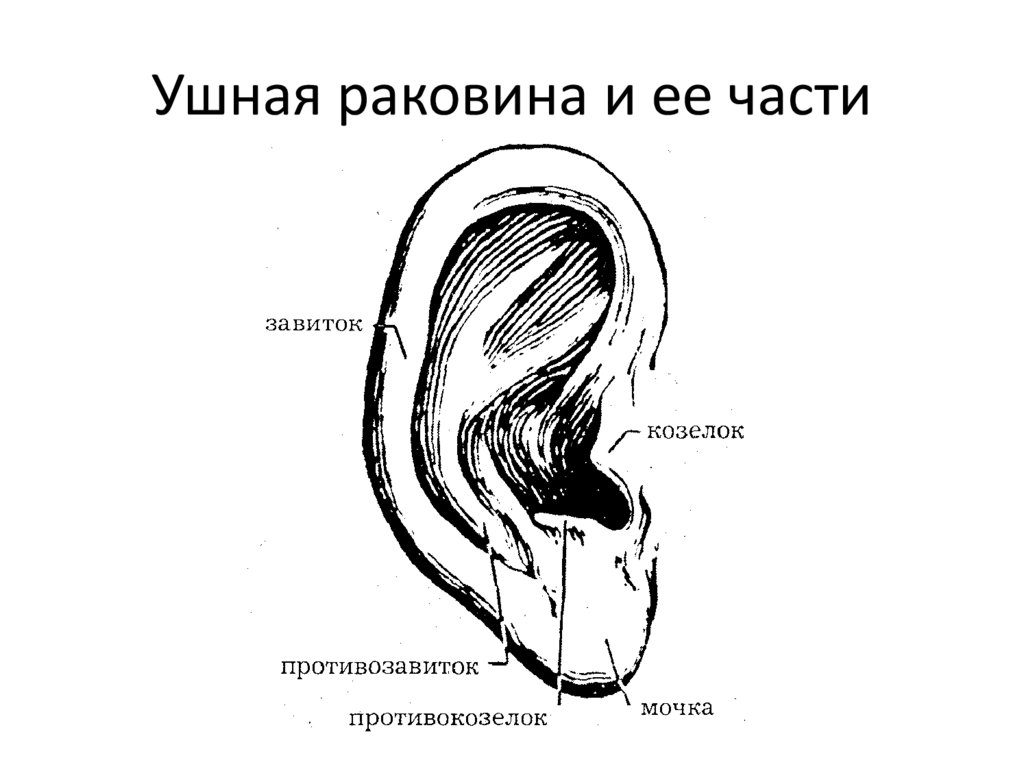 Ушная раковина анатомия рисунок