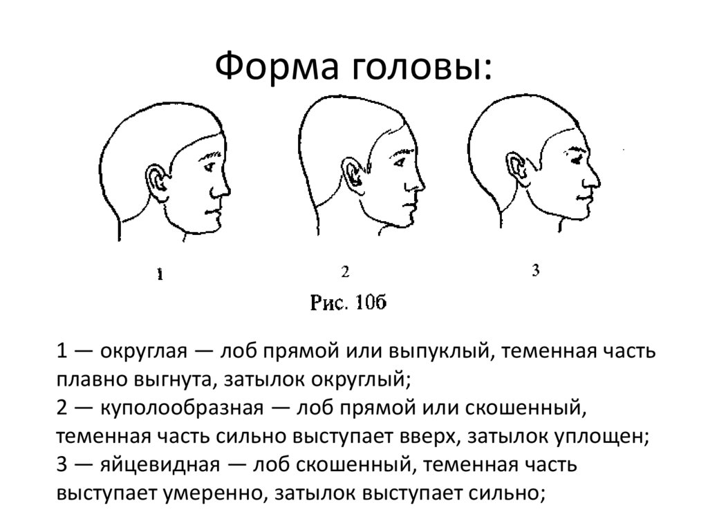 Лоб характер. Формы головы человека сбоку. Форма головы человека вид сбоку. Треугольная форма головы сбоку. Правильная форма головы сбоку.