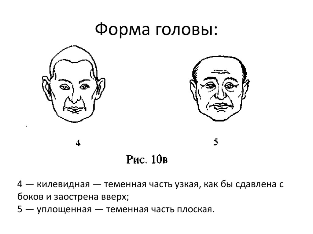 Форма головы. Форма головы габитоскопия. Форма лица габитоскопия. Габитоскопия форма лба.