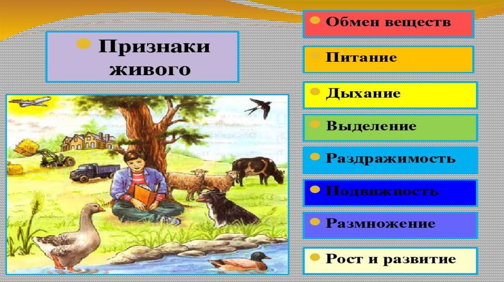 Какие свойства жизни иллюстрирует рисунок. Признаки живых существ. Признаки живой природы. Признаки живого рисунок. Признаки живых организмов картинки.