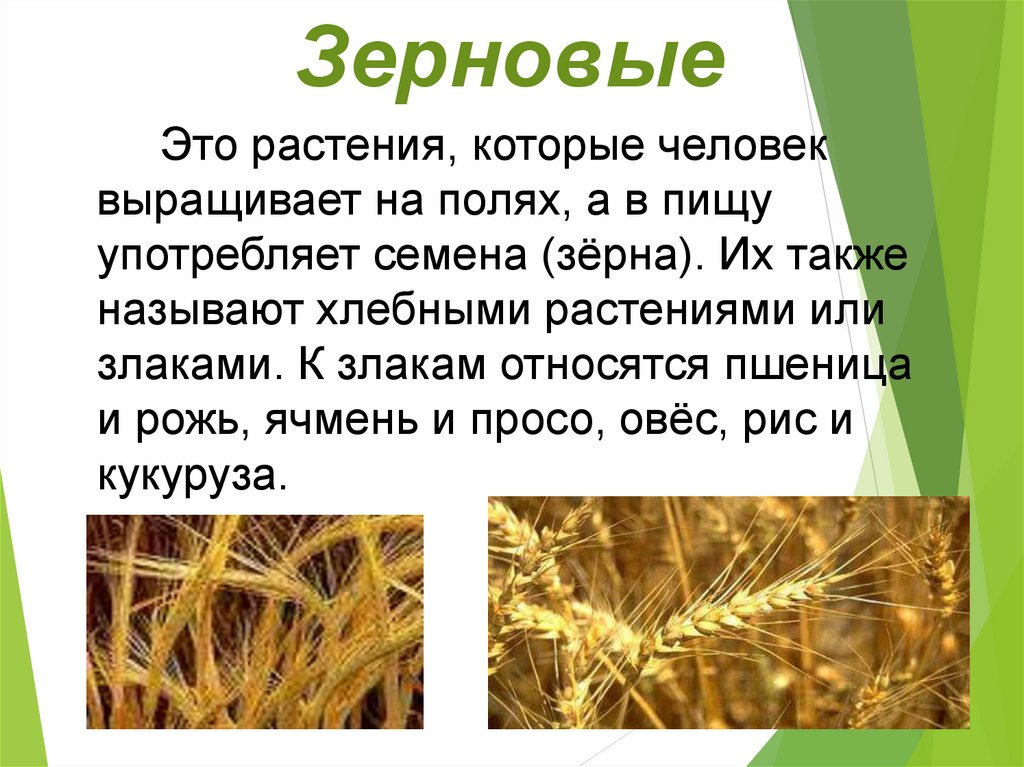 Примеры растений относящихся к злакам. Зерновые растения. Культурные злаковые растения.