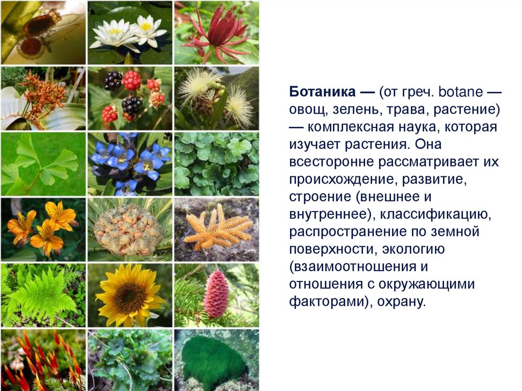 Ботаническая наука изучающая оплодотворение растений. Ботаника комплексная наука о растениях.