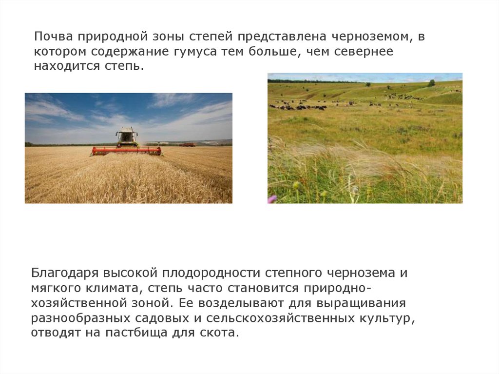Почвы степи в россии