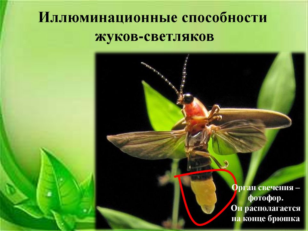 Живой фонарик - презентация онлайн