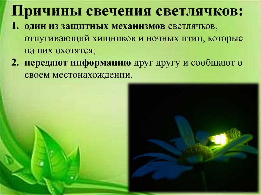 Живой фонарик - презентация онлайн