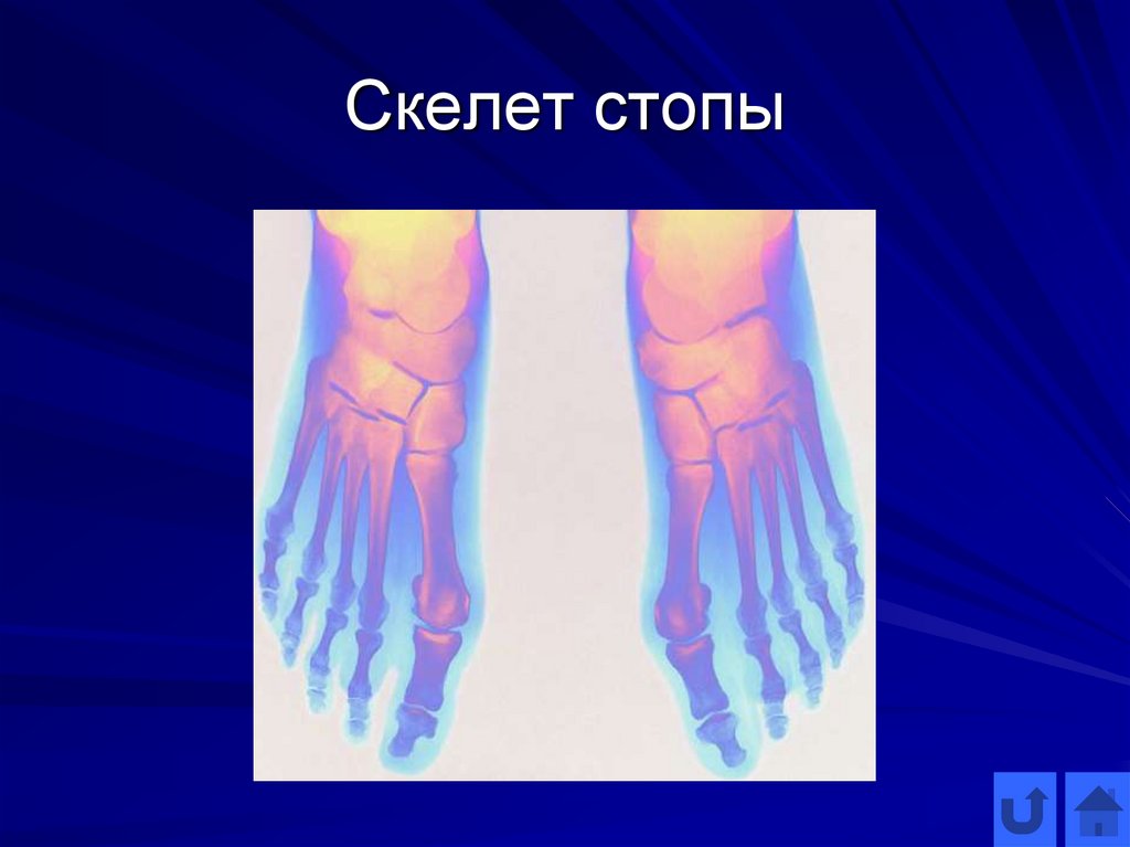 Скелет стопы