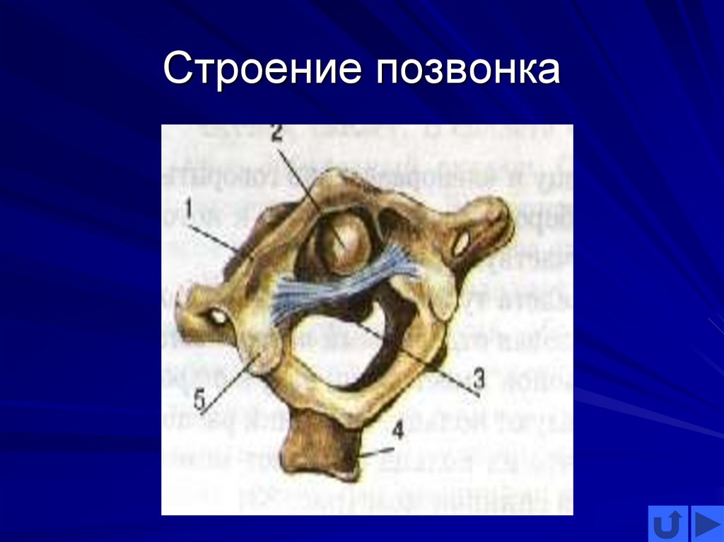Строение позвонка