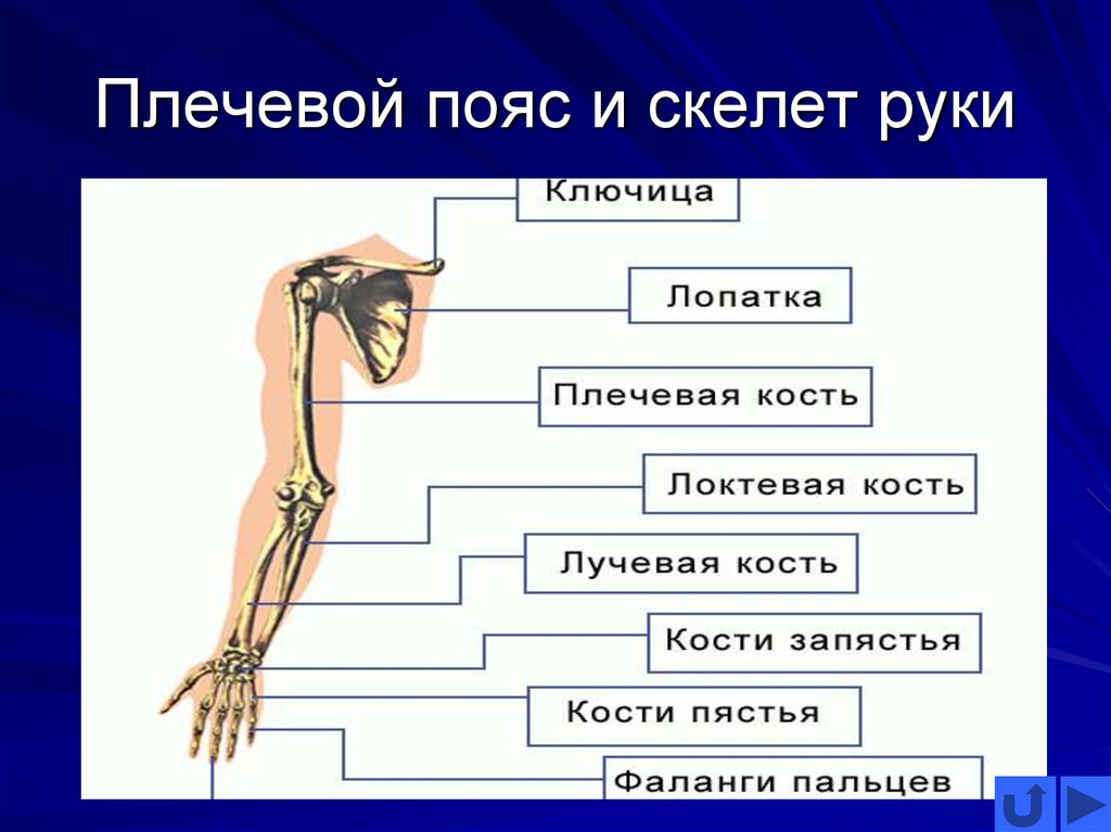 Скелет плечевого пояса и руки рисунок