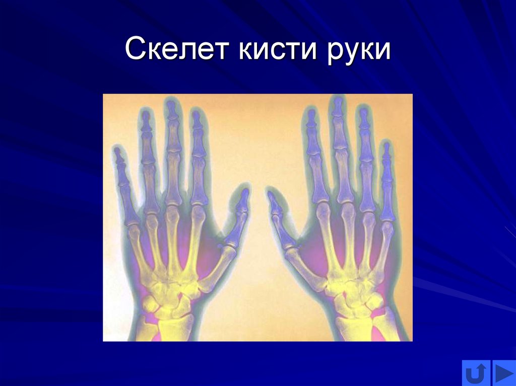 Скелет кисти руки