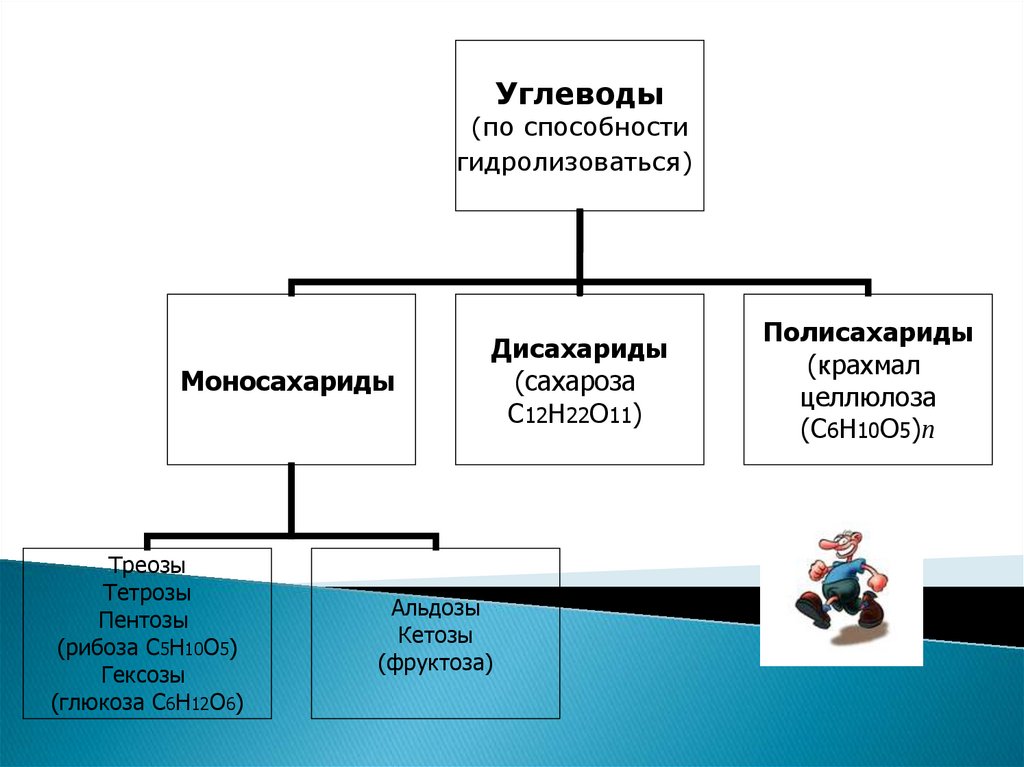 Углеводы их роль и значение в жизни человека презентация