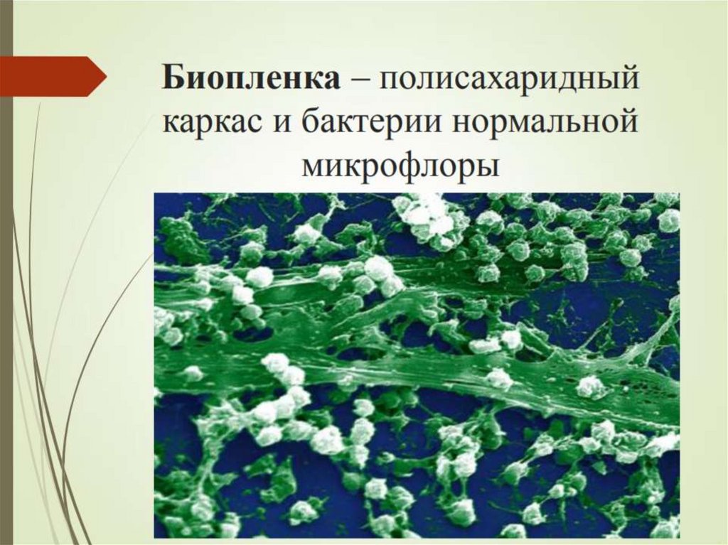 Микрофлора полости рта микробиология презентация