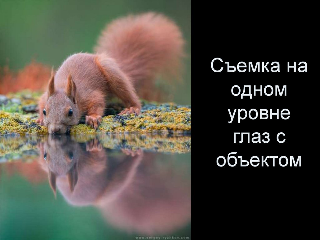 Съемка на одном уровне глаз с объектом