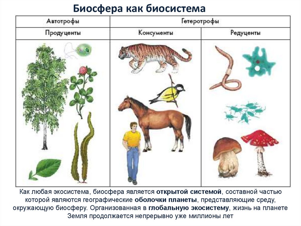 Любая живая система. Биосфера как биологическая система. Организм биологическая система. Биосфера как биосистема. Биосистема организм.