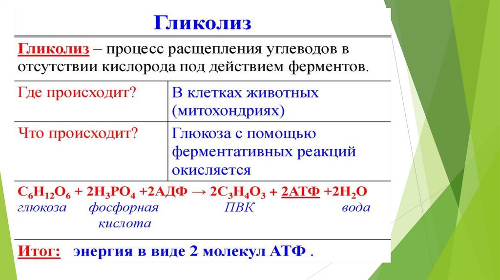 Тест по энергетическому обмену 9 класс. Энергетический обмен 9 класс.