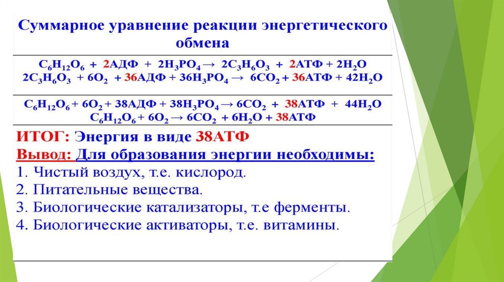 Энергетический обмен презентация 10 класс