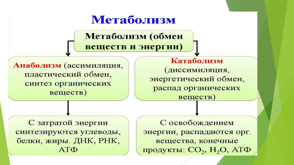 Энергетический обмен тест егэ. Сравнительная таблица пластического и энергетического обмена. Пластический и энергетический обмен схема. Характеристика пластического и энергетического обмена. Вид обмена веществ 1)  пластический 2)  энергетический.