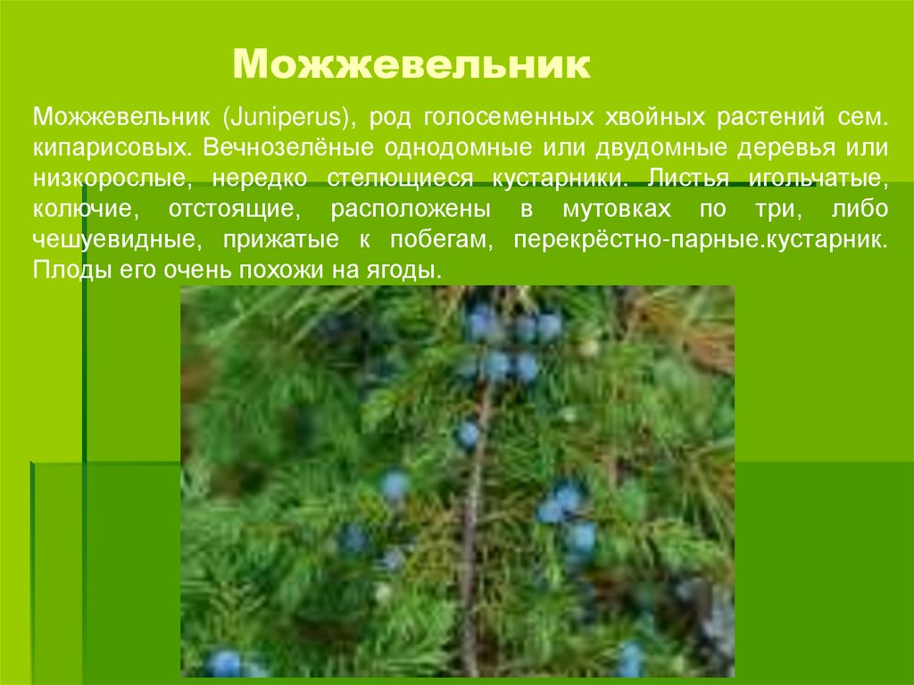 Можжевельник обыкновенный это покрытосеменные или голосеменные. Можжевельник презентация. Относится ли к голосеменным растениям можжевельник. Голосеменные иглы можжевельник. Картинка можжевельник для презентации.