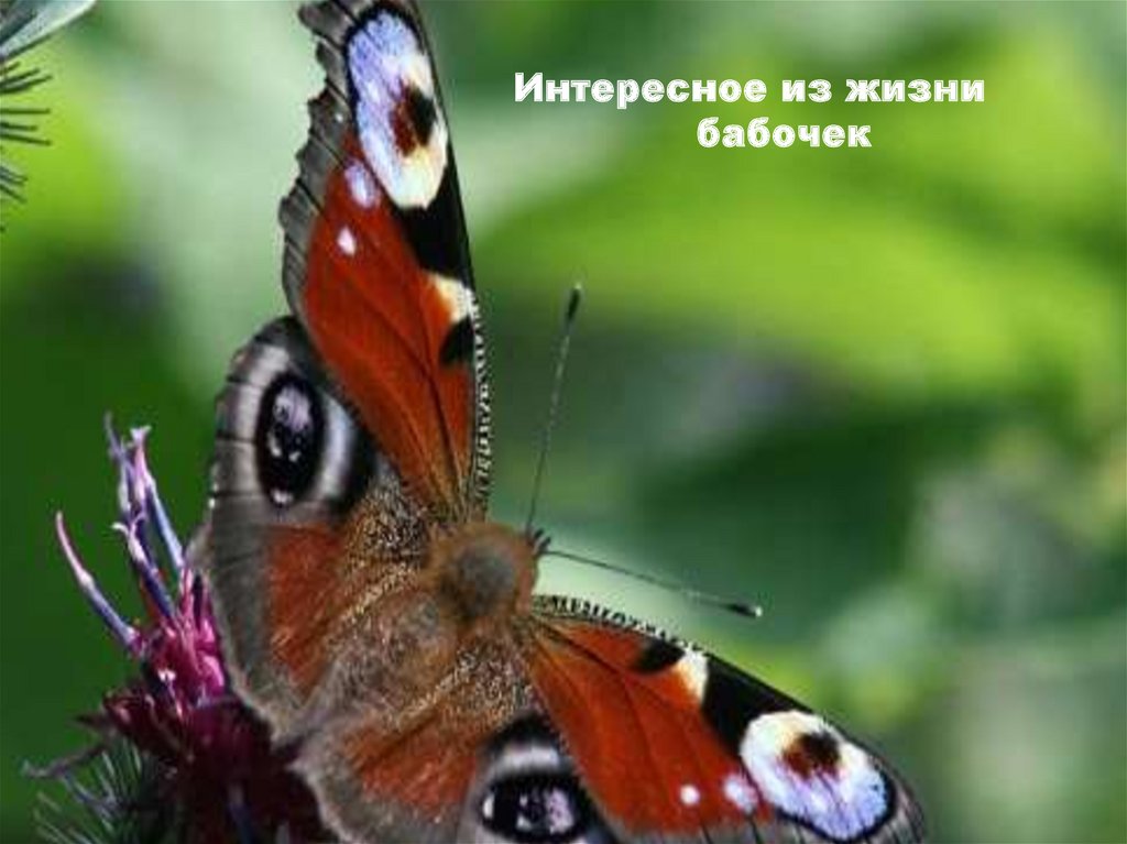 Бабочки живут всего. Жизнь бабочки. Легендарные бабочки. Бабочка легенды. Красивая Легенда о бабочках.