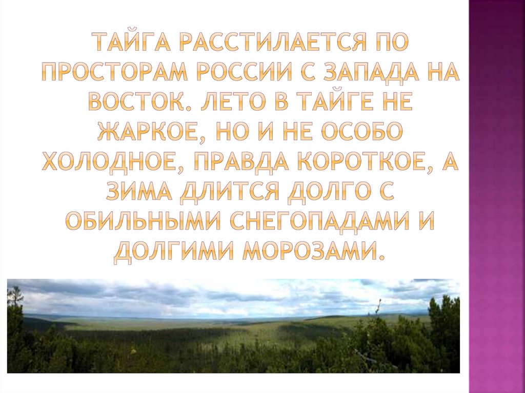 Обитатели тайги презентация тайга расстилается по просторам россии