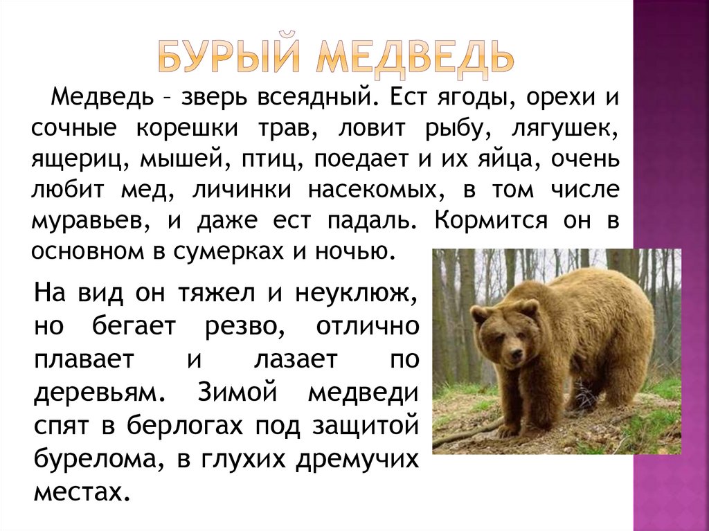 О буром медведе. О буром медведе. Бурый медведь презентация. Обитатели тайги презентация. Описание медведя.