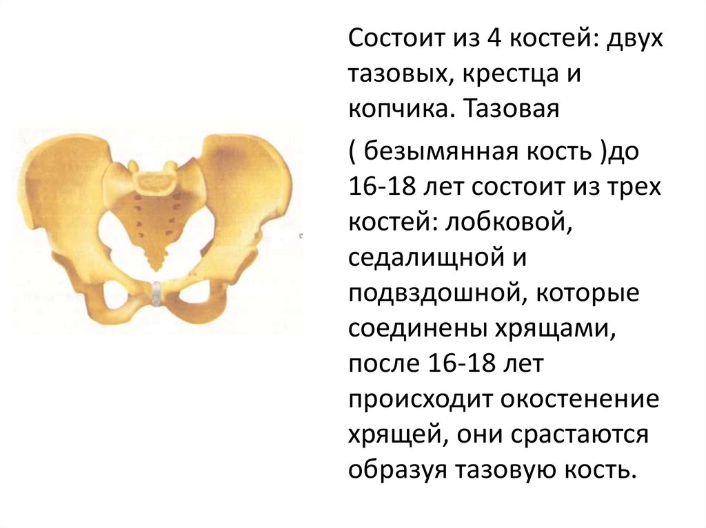 Образована тремя сросшимися костями. Тазовая кость состоит из. Тазовая Безымянная кость. Тазовая кость состоит из трех. Безымянные кости таза.