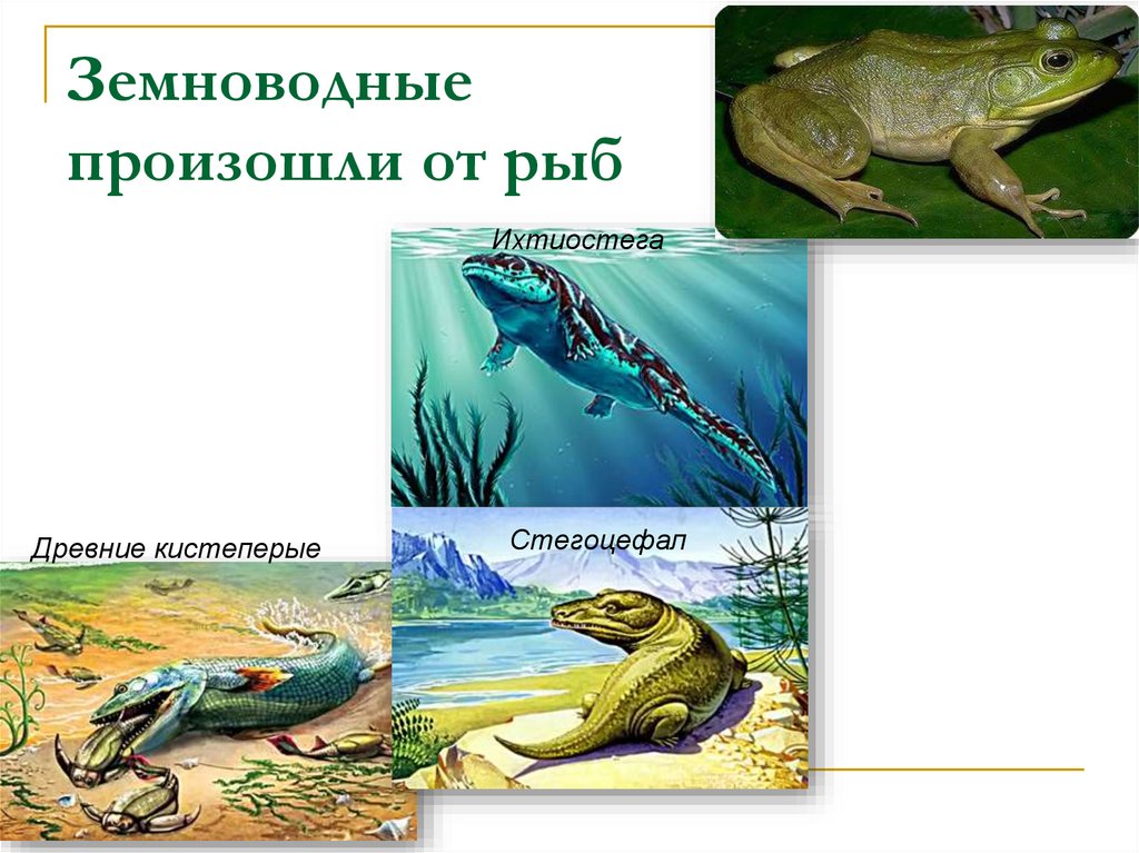 Сходства в размножении земноводных и рыб