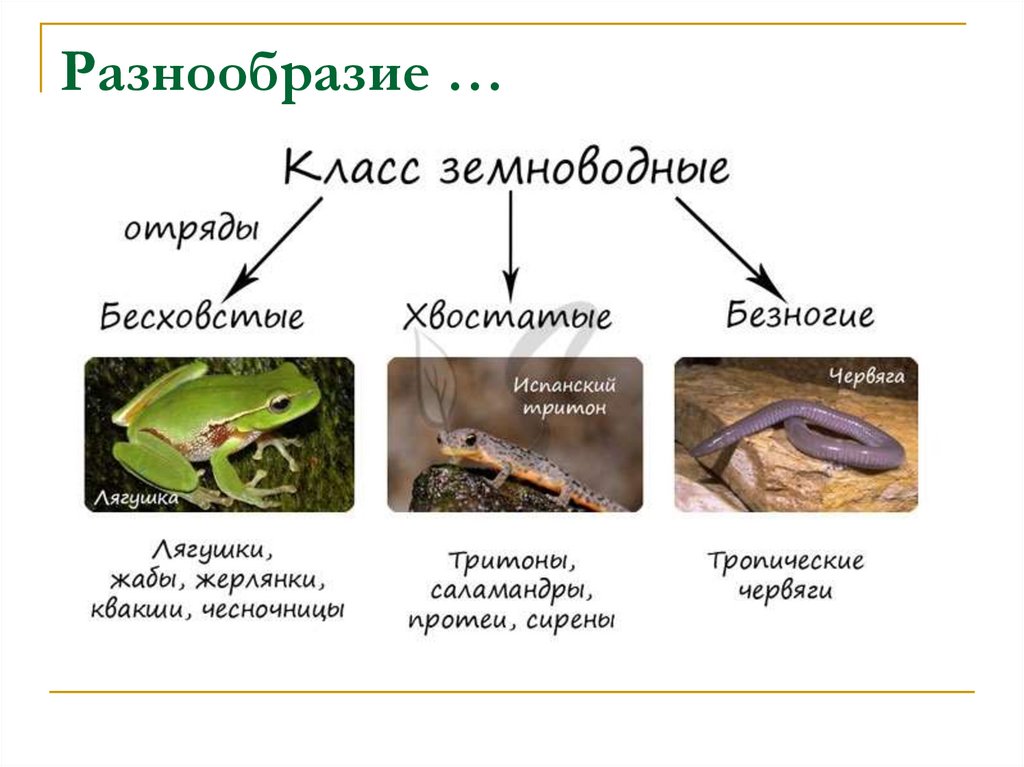 5 земноводных. Классификация земноводных или амфибии. Класс земноводные (Amphibia). Класс земноводные систематика. Систематика класс земноводные или амфибии.