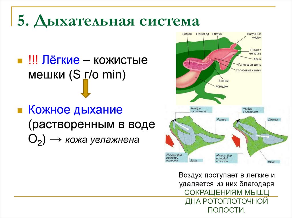 Органы дыхательной системы земноводных