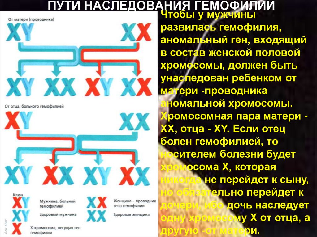 Презентация по биологии гемофилия