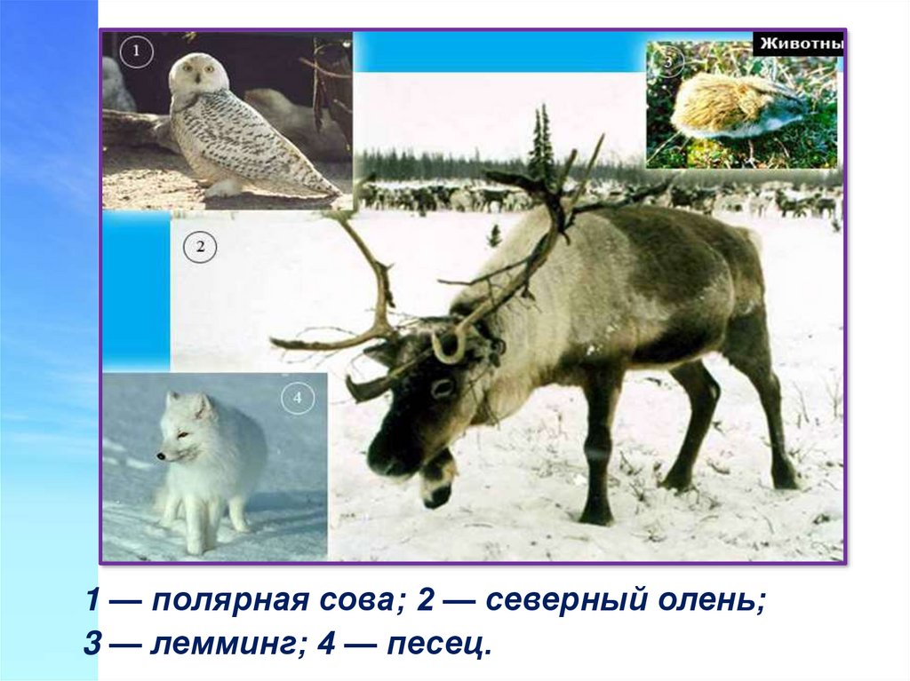 В какой природной зоне живет лось. Северный олень природная зона. Северный олень в какой природной зоне. Природные зоны Якутии. Зоны в которых водятся Северные олени и лемминги на карте России.