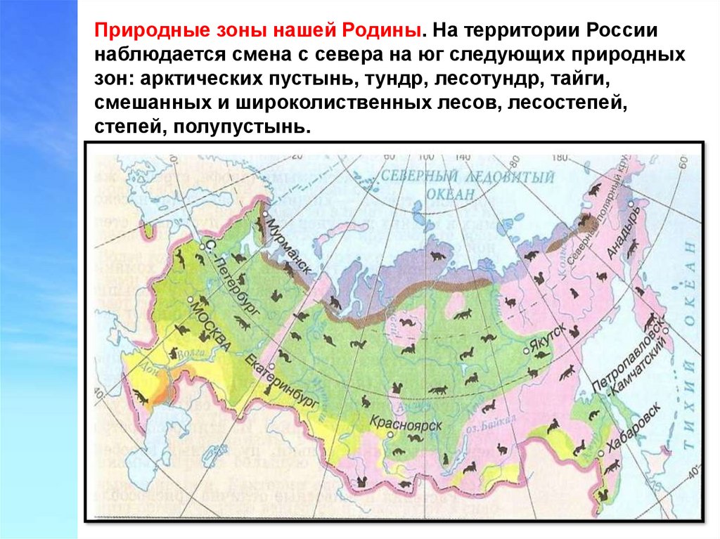 Зона тундр располагается на севере россии. Зона тундры на карте природных зон. Зона тундры и лесотундры на карте. Природная зона России Арктика тундра зона лесов степь. Карта России тундры лесотундры Тайга.