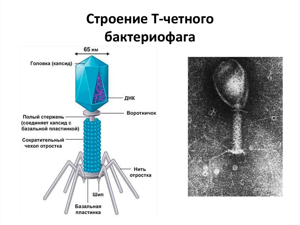 4 строение вирусов. Основные структурные компоненты бактериофага. Строение бактериофага микробиология. Бактериофаг т4 строение. Структура бактериофага микробиология.