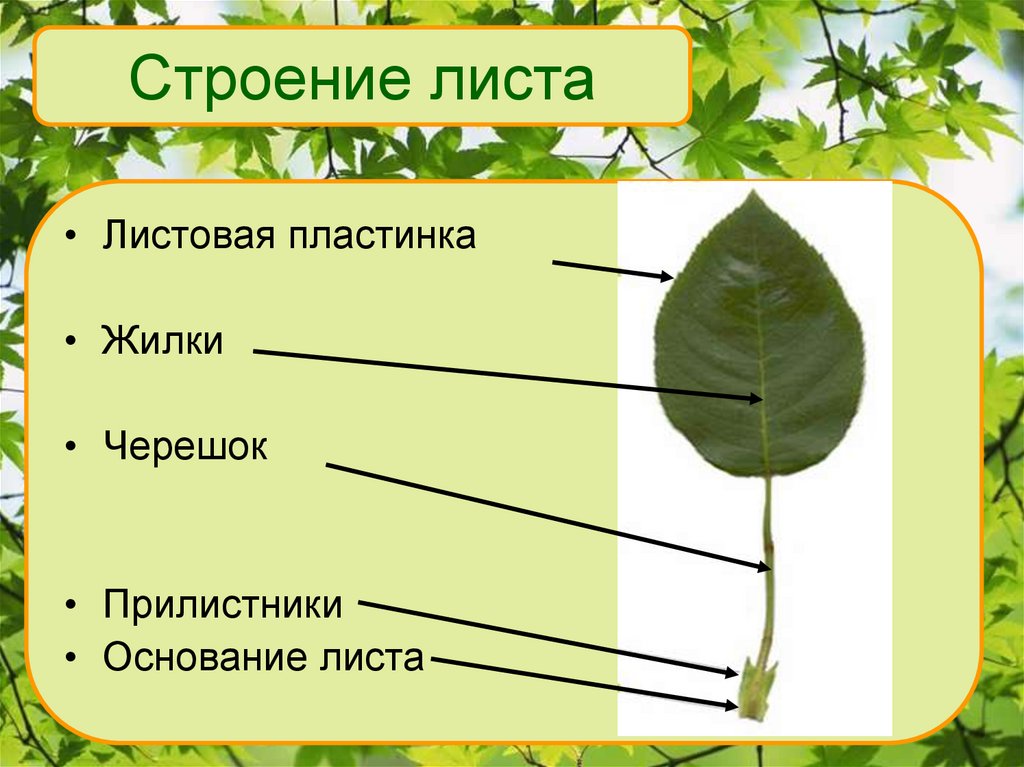Лист. Внешнее и внутреннее строение - презентация онлайн