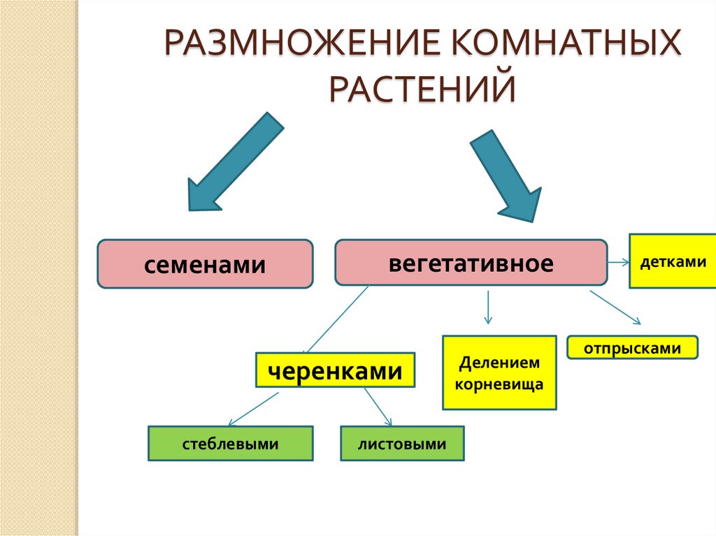 Вегетативное размножение комнатных растений 6 класс биология проект