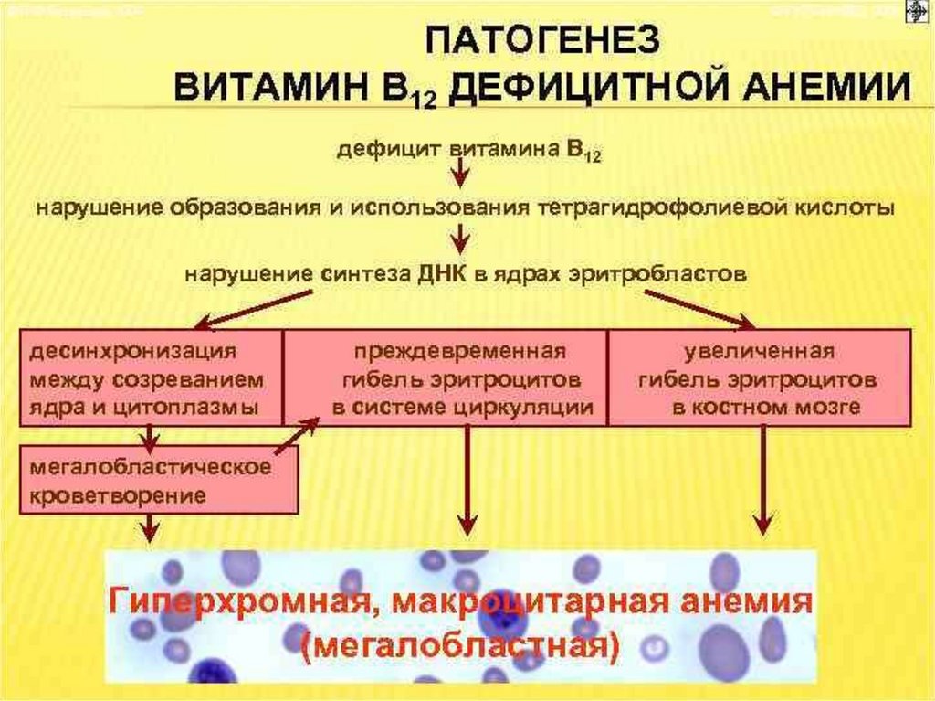 Малокровие какой витамин. Б12 дефицитная патогенез. В12 фолиеводефицитная анемия патогенез. Механизм развития витамина в12 дефицитной анемии. Патогенез в12 дефицитной анемии.