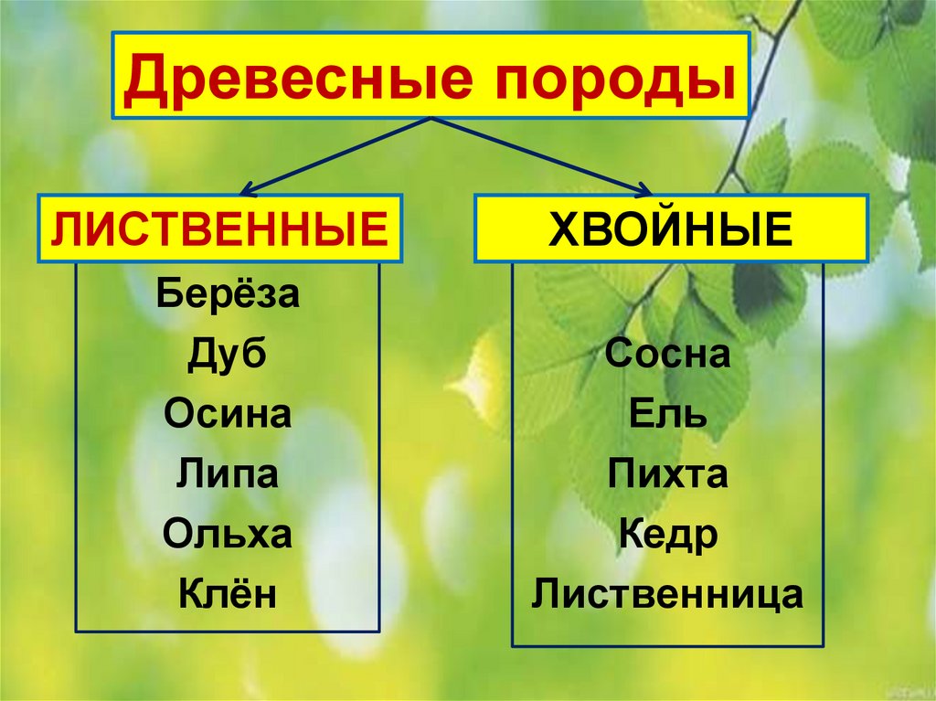 Класс хвойные таблица