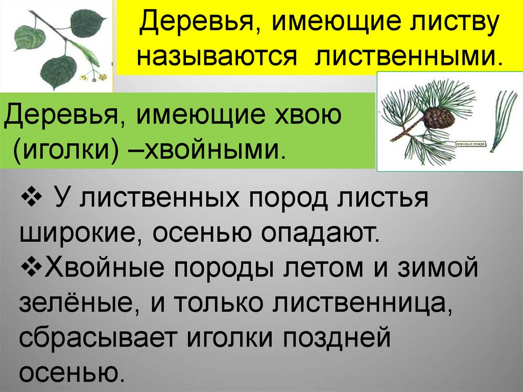 Конспект 1 класс особенности лиственных растений. Хвойные и лиственные породы деревьев. Хвойные и лиственные различие. Лиственные породы и хвойные породы. Хвойные и лиственные породы древесины.